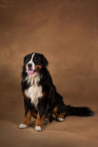 Portrait of dog sitting on floor