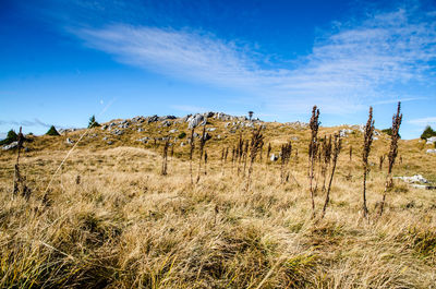 Grass on field against blue sky