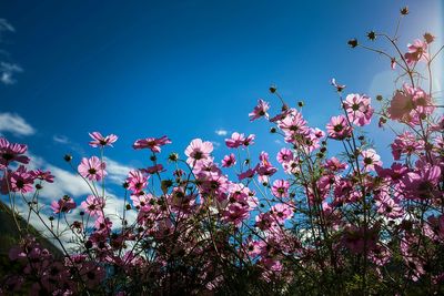 Low angle view of pink flowers against sky