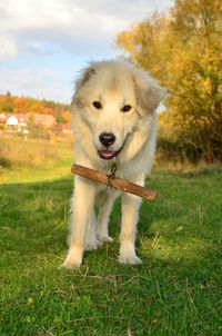 Portrait of dog on field