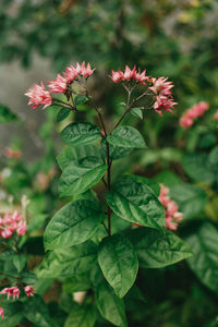 Close-up of pink flowering plant