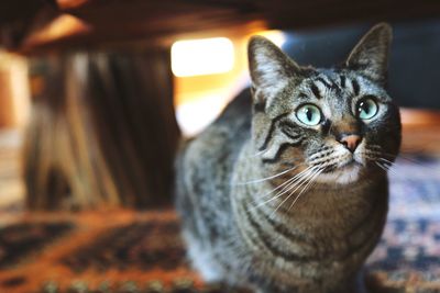 Close-up portrait of cat sitting