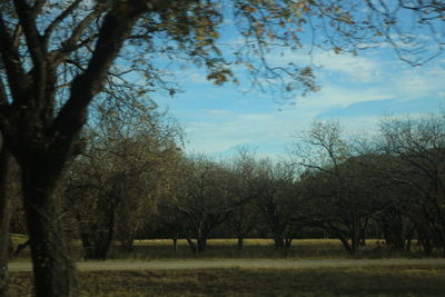 Bare trees against sky