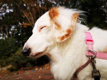 Close-up of dog looking away