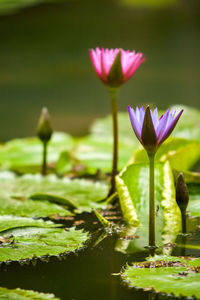 Close-up of lotus water lily in pond