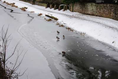 Birds in water during winter