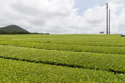 Scenic view of green tea field against sky