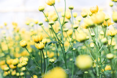 Close-up of yellow flowering plants on field