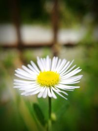 Close-up of white daisy flower