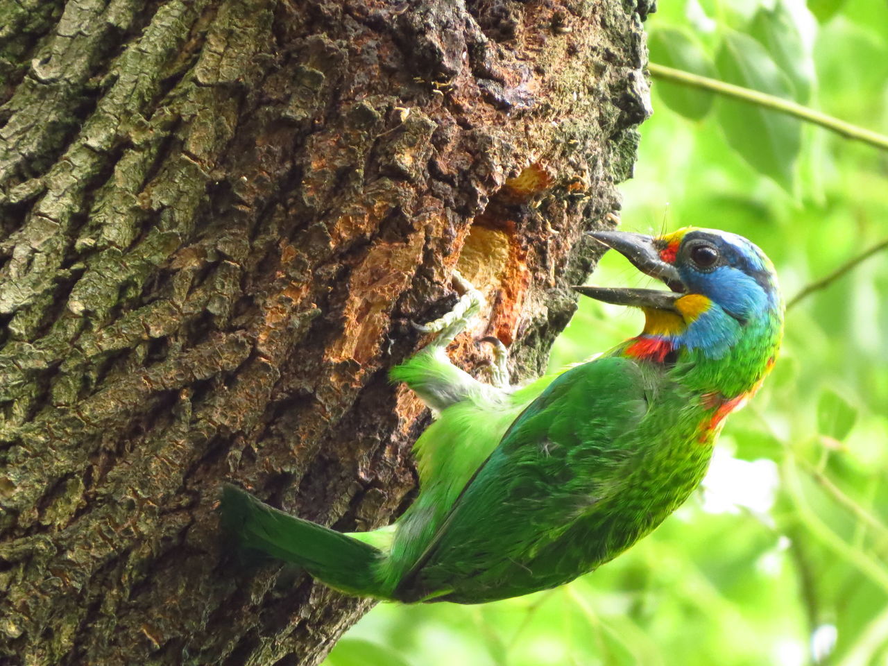 CLOSE-UP OF A BIRD PERCHING ON TREE