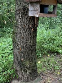 Tree trunks in field