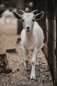 Portrait of white standing outdoors