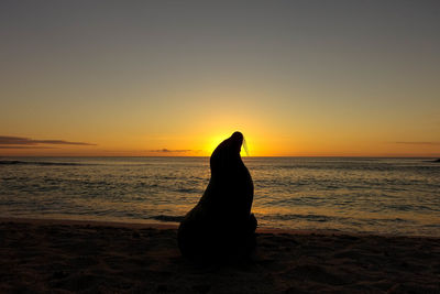 Silhouette sea lion at beach against sky during sunset