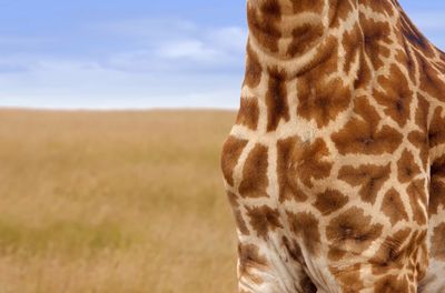 Close-up of a giraffe