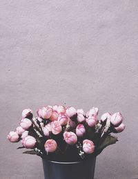 Close-up of pink flowers