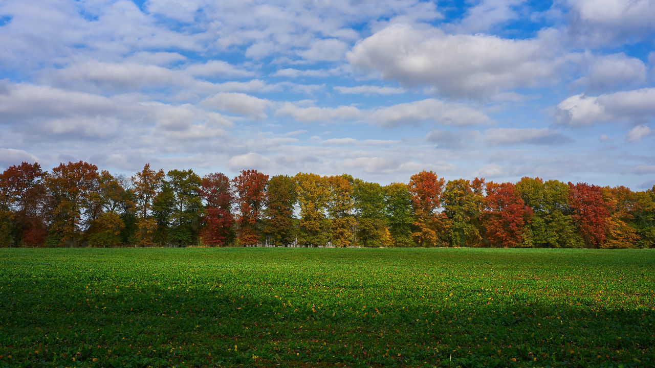 SCENIC VIEW OF FIELD AGAINST CLOUDY SKY