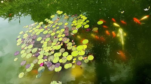 Water lily in lake