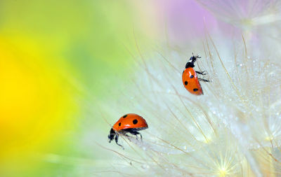 Close-up of ladybugs on flower