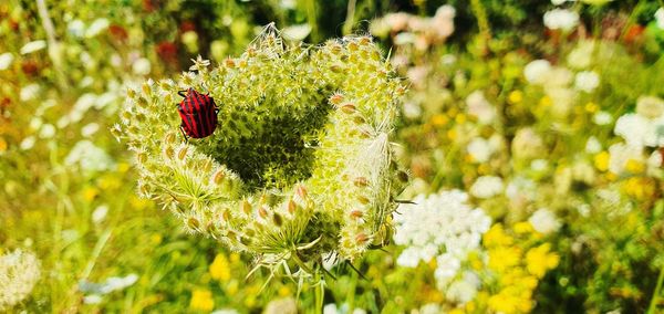 Close-up of butterfly pollinating on flower