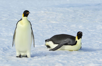 High angle view of two birds in snow