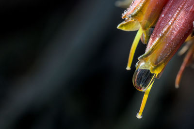 Close-up of wet yellow rose on plant