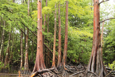 Pine trees in forest