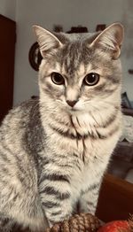 Close-up portrait of a cat