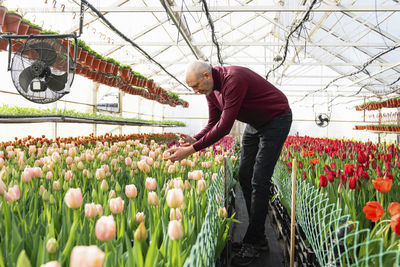 Businessman taking photos of tulip flower through smart phone in greenhouse