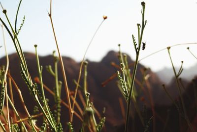 Close-up of plant growing on field