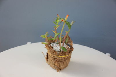 Close-up of potted plant on table against wall