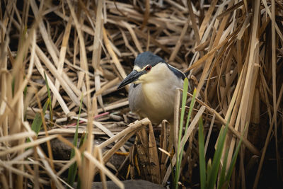 Close-up of bird perching on field