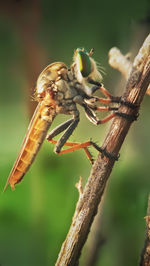 Close-up of insect on plant