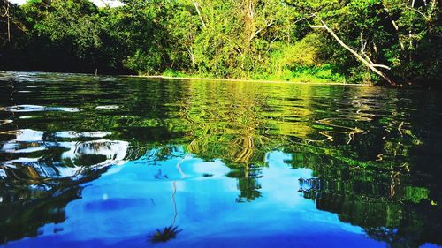 Reflection of trees in lake