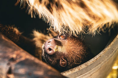 Close-up of monkey