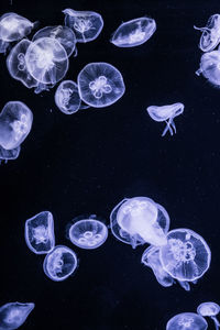 Jellyfish swimming in sea