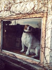 Dog sitting on bare tree