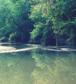 Reflection of trees in water