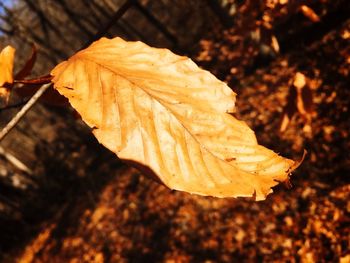 Close-up of dry maple leaf