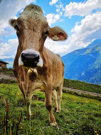 Low angle portrait of cow standing on grassy land against cloudy sky