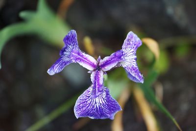 Close-up of purple iris flower