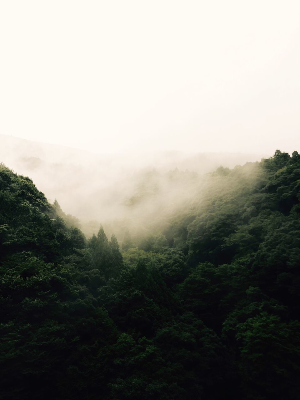 fog, tranquil scene, foggy, scenics, tranquility, beauty in nature, tree, mountain, nature, landscape, non-urban scene, weather, idyllic, sky, copy space, forest, growth, mist, green color