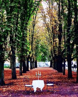 Trees in park