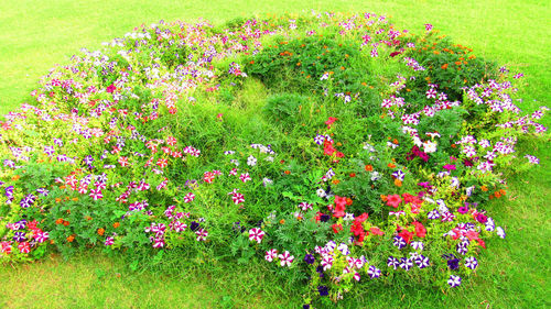 Pink flowers growing on field