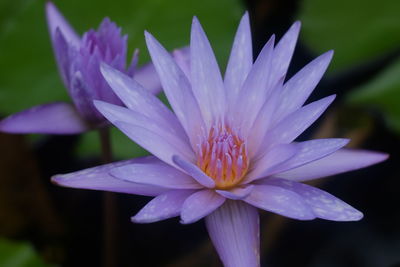 Close-up of purple water lily