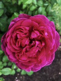 Close-up of pink rose flower