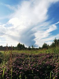 Scenic view of field against sky