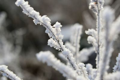 Close-up of frozen plant