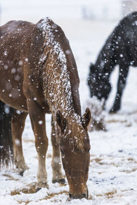 View of two horses on snow covered land