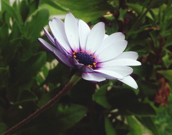 Close-up of pink flower