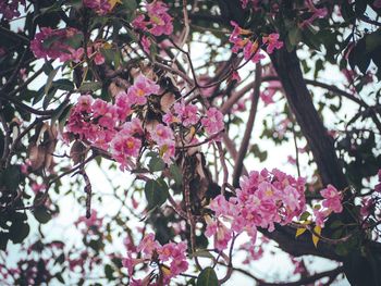 Low angle view of pink flowers blooming on tree